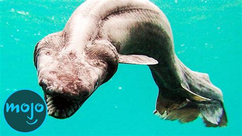 Top 10 Mysterious Creatures That Live In The Deep Sea 10 Top Buzz