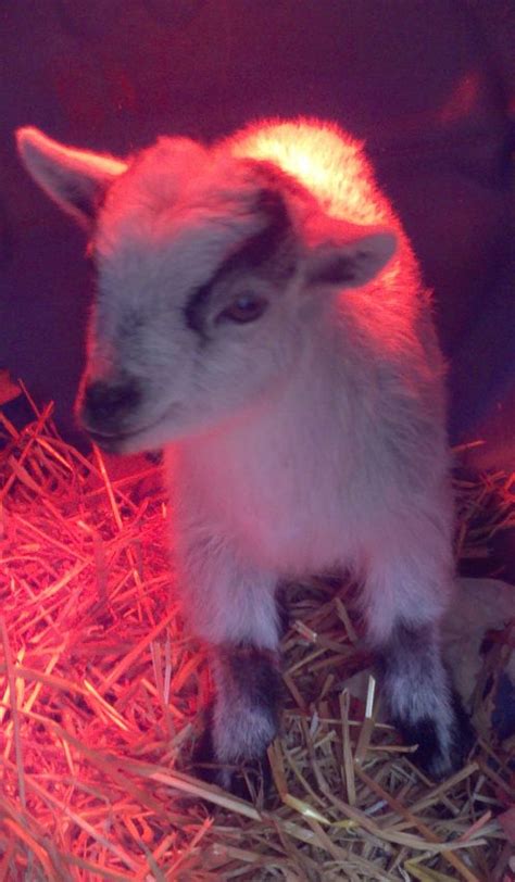 Countrified Hicks Our Baby Nigerian Dwarf Goat