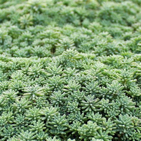 Sedum Pallidum Var Bithynicum Ground Cover Ground Cover Succulents