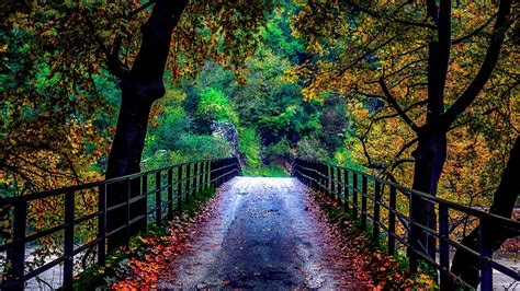 Autumn Bridge And Trees Wallpapers Wallpaper Cave