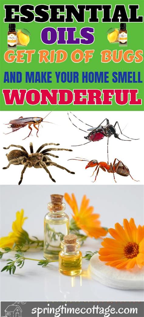 How To Get Rid Of Bugs With Essential Oil Essential Oils House