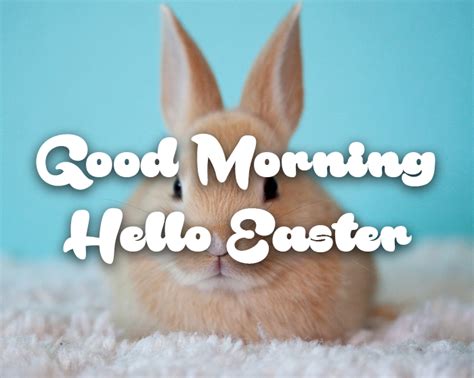 Cute Bunny Hello Easter Good Morning Quote Pictures Photos And Images