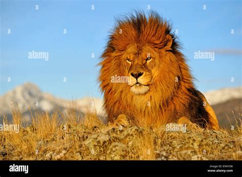 African Lion Panthera Leo Barbary Lion Extirpated In The Wild