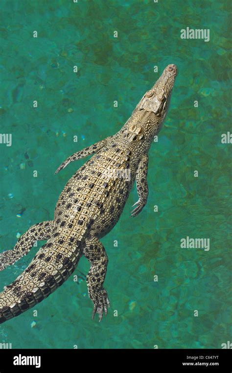 Saltwater Crocodile Crocodylus Porosus Crocosaurus Cove Darwin