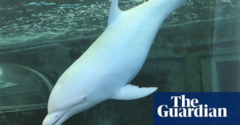Taiji Legal Battle Court Backs Activist Over Baby Dolphin Kept In