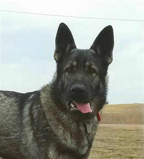 I have all colors black and tan, black and silver i also have full working line german shepherd puppies for sale that would do well in a working job, sch, agility, therapy dog, search and rescue, or. X-Large German Shepherd Puppies for Sale | Ayers Legends ...