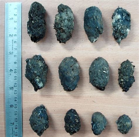 Various Shapes And Sizes Of The Barn Owl Pellets Recorded In Madurai