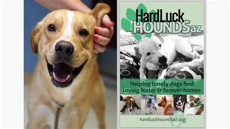 giving tuesday support hard luck hounds az by hard luck hounds az