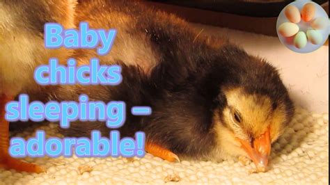 Baby Chicks Sleeping Adorable Youtube