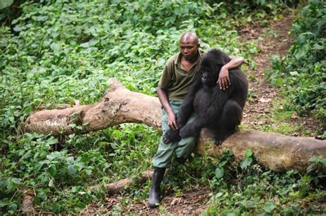 Touching Moment Man Hugs Gorilla After His Mum Is Killed By Poachers