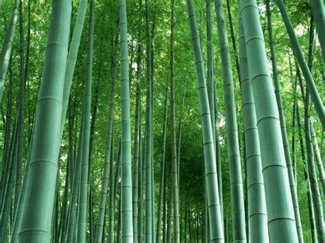 bambu melindungi dirinya dengan