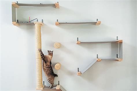 While smaller felines could sit on these cat shelves, the. How to Create a Cat Climbing System in Your Home - Catster