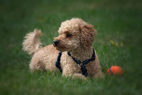 About The Breed Poodle Highland Canine Training Ph