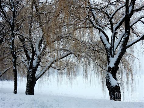 Two Willow Tree Embracing Each Other On A Cold Winter Day By The Frozen