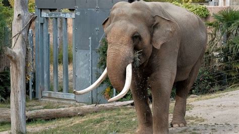 Elephants May Be Able Sniff Out Larger Quantities Through Scent Alone