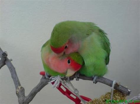Love Birds Kissing 21