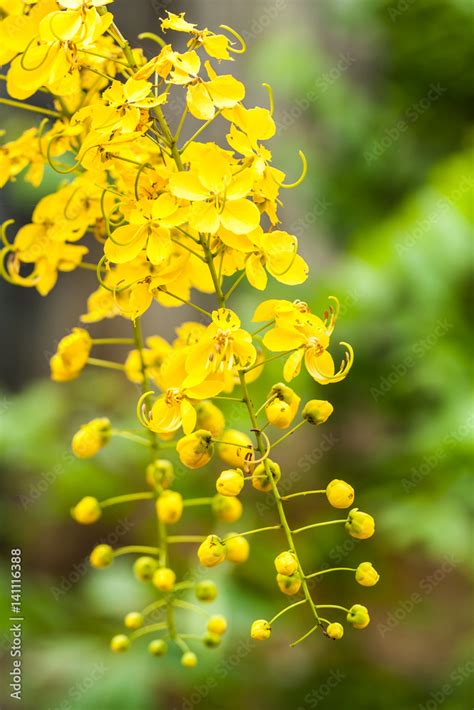 Kanikkonna Golden Shower Cassia Fistula Bloom In Tree This Flower