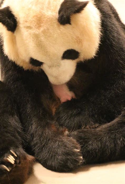 Panda Alert Toronto Zoo Releases New Photos Of Baby Cubs