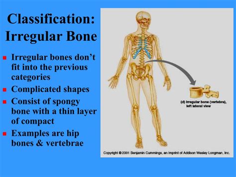 Ppt Bones And Bone Tissues Powerpoint Presentation Free Download
