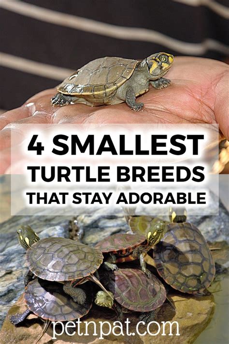 Small Pet Tortoise That Stay Small Pet Spares