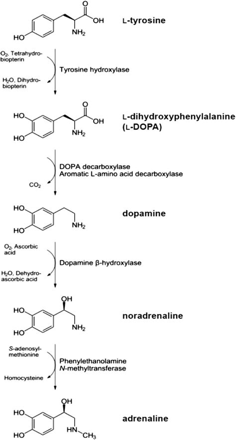 Biosynthetic Pathway Of The Catecholamines Dopamine Noradrenaline And
