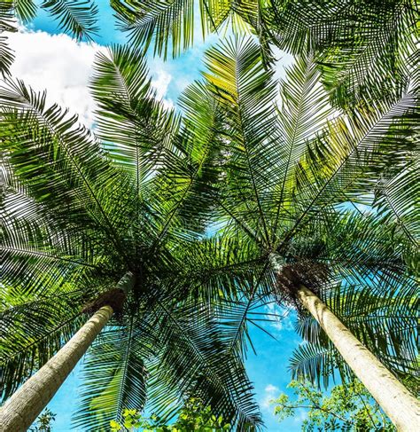 Vertical Low Angle Shot Of Palm Trees In Daylight Stock Photo Image