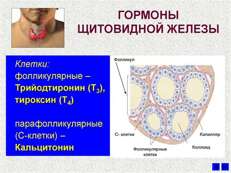 Гормоны щитовидной железы - презентация онлайн