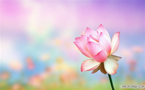 48 Animated Flowers Wallpapers