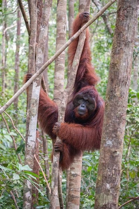 Wild Male Alpha Orangutan In The Flooded Forest In Borneo Stock Image