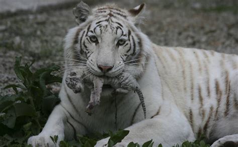 Tigre De Bengala Branco