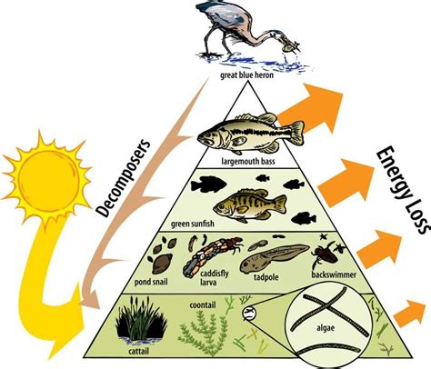 Trophic Levels Trophic Level Environmental Science Ecosystems