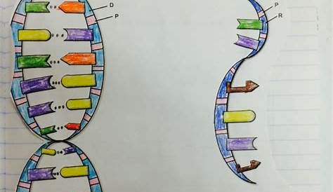 Dna Structure Coloring Worksheet Answer Key › Athens Mutual Student Corner