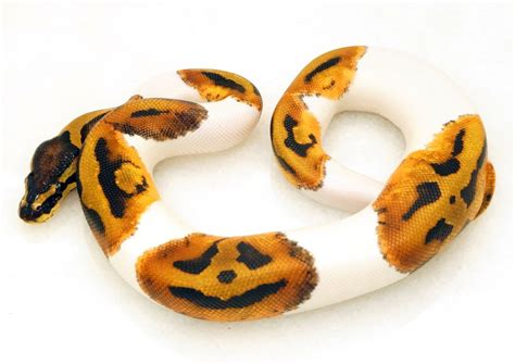 Pumpkin Pie Thon Snake Born With Very Spooky Patterned Skin
