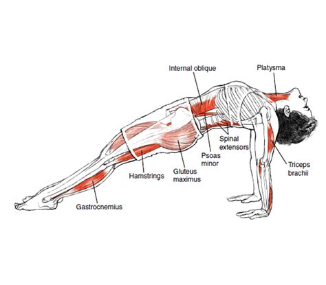 Rasa Yoga Cafe Purvottanasana Upward Plank Pose