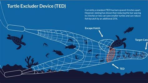 What Is A Ted Sea Turtle Exploration