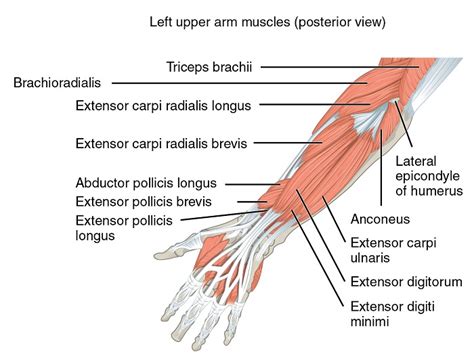 Unterarmmuskel Aufbauen