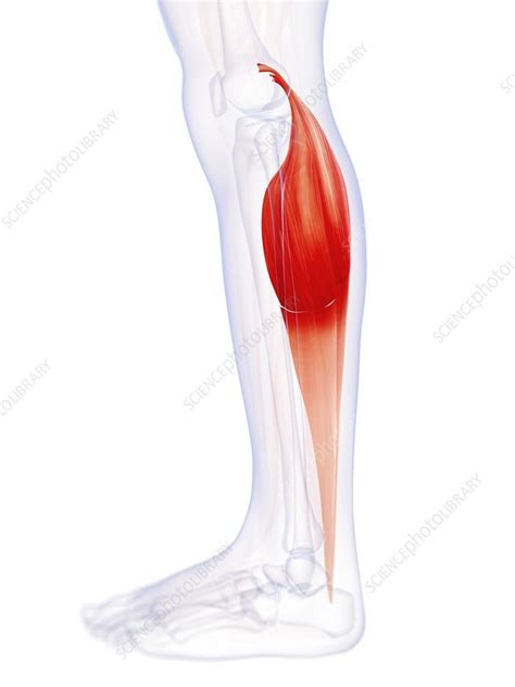 Human Calf Muscle Artwork Stock Image F0095744 Science Photo