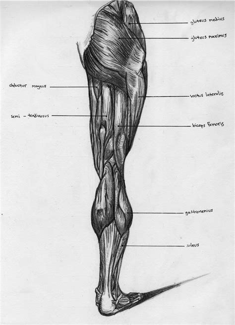 Leg Muscle Diagram Female Hip Leg Muscles Labeled Posterior Stock