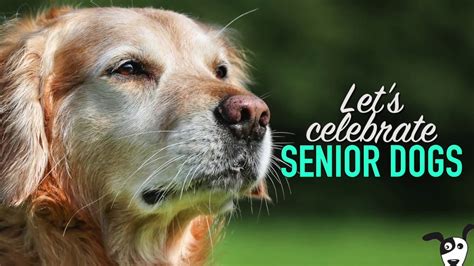 You'll be supporting an organisation that lobbies governments and businesses on. November is National Senior Pet Month 🐾 - YouTube