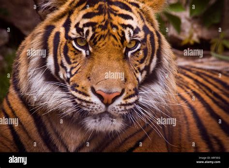 Tiger Male Sumatran Tiger Face Hi Res Stock Photography And Images Alamy