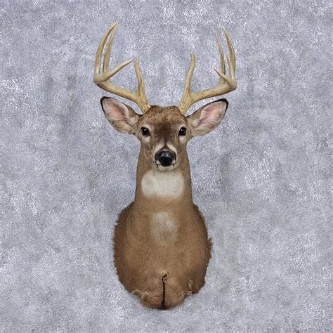 Whitetail Deer Shoulder Mount 12345 The Taxidermy Store