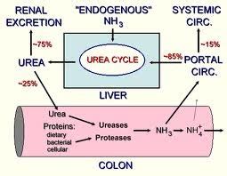 It may be caused by a variety of conditions. Blood urea nitrogen:Nursing Care Plan - Nursing Pedia