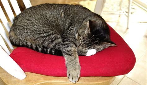 Sleeping Cat Curled Up Comfortably On A Chair With A Red Cushion Stock