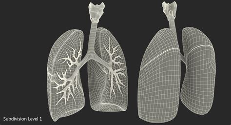 3d Lung Anatomy Dissection Modeled Model Turbosquid 1214482
