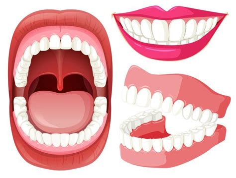 Set Of Mouth And Teeth 303777 Vector Art At Vecteezy