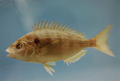 Population Dynamics Of Pinfish In The Eastern Gulf Of Mexico Jonathan