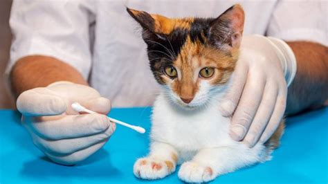 Ringworm In Cats Causes Symptoms Treatment