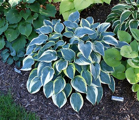 First Frost Hosta Shade Perennial Medium Hosta Plant