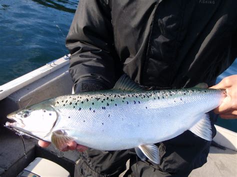 Landlocked Salmon Finger Lakes Angling Zone