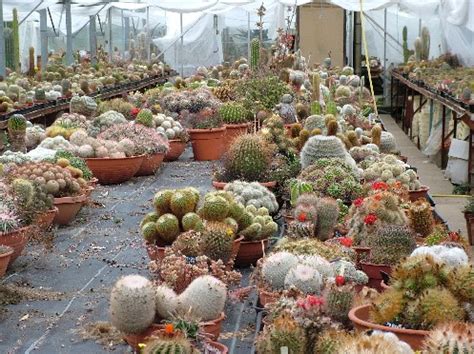 Looking for cactus, cacti and succulents in canada or the usa. eau brink cacti england - CactiGuide.com
